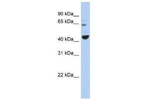 WB Suggested Anti-TFE3 Antibody Titration:  0. (TFE3 Antikörper  (Middle Region))