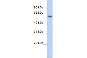 WB Suggested Anti-THRB Antibody Titration:  0. (THRB Antikörper  (N-Term))