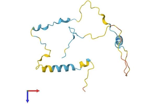 C1orf144 Protein (AA 1-152) (His tag)