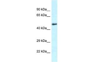 WB Suggested Anti-Slc1a4 Antibody   Titration: 1. (SLC1A4 Antikörper  (C-Term))