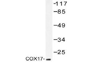 Western blot (WB) analysis of COX17 antibody in extracts from HeLa cells. (COX17 Antikörper)