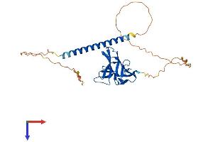 Protein Structure (PS) image for Tumor Necrosis Factor (Ligand) Superfamily, Member 13b (TNFSF13B) (AA 1-309) protein (His tag) (ABIN7556266)