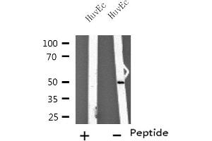 Western blot analysis of extracts from HuvEc cells using TUBA3C/E antibody. (TUBA3C/E Antikörper)