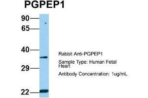 Host: Rabbit  Target Name: PGPEP1  Sample Tissue: Human Fetal Heart  Antibody Dilution: 1. (PGPEP1 Antikörper  (N-Term))