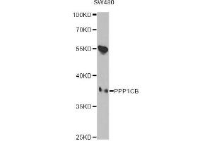 Western blot analysis of extracts of SW480 cells, using PPP1CB antibody.