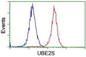 Image no. 4 for anti-Ubiquitin-Conjugating Enzyme E2S (UBE2S) antibody (ABIN1501645) (UBE2S Antikörper)