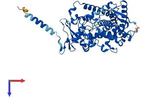 CYP1A1 Protein (AA 1-524) (His tag)