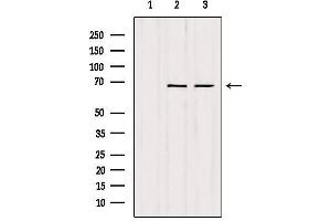 Western blot analysis of extracts from various samples, using SENP2 Antibody. (SENP2 Antikörper)