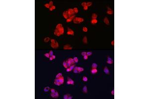 Immunofluorescence analysis of HepG2 cells using TFR2 Rabbit pAb (ABIN6128863, ABIN6149063, ABIN6149064 and ABIN6225172) at dilution of 1:100 (40x lens). (Transferrin Receptor 2 Antikörper  (AA 582-801))