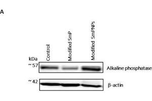 Immunoblot analysis of duodenum intestine alkaline phosphatase expression (IAP) of mice fed with modified SmP and SmPNPs supplemented diet and the control. (Intestinal Alkaline Phosphatase Antikörper)