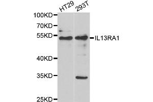 Western blot analysis of extracts of various cell lines, using IL13RA1 antibody. (IL13 Receptor alpha 1 Antikörper)