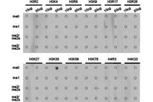 Dot-blot analysis of all sorts of methylation peptides using H3K36me1 antibody. (Histone 3 Antikörper  (H3K36me))