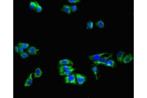 Immunofluorescent analysis of HepG2 cells using ABIN7158578 at dilution of 1:100 and Alexa Fluor 488-congugated AffiniPure Goat Anti-Rabbit IgG(H+L) (LRP8 Antikörper  (AA 131-332))