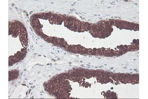 Image no. 3 for anti-CNDP Dipeptidase 2 (Metallopeptidase M20 Family) (CNDP2) antibody (ABIN1497548) (CNDP2 Antikörper)