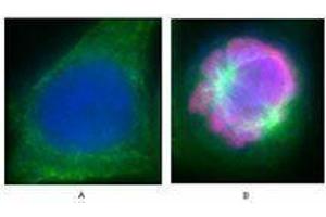 Immunofluorescence (IF) image for anti-Histone H3 (H3) (pSer28) antibody (ABIN2666077) (Histone 3 Antikörper  (pSer28))