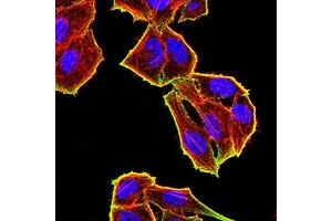Immunofluorescence analysis of Hela cells using TET2 mouse mAb (green). (TET2 Antikörper)