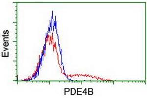 HEK293T cells transfected with either RC211956 overexpress plasmid (Red) or empty vector control plasmid (Blue) were immunostained by anti-PDE4B antibody (ABIN2454966), and then analyzed by flow cytometry. (PDE4B Antikörper)
