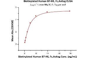 Immobilized Human NKp30, Fc Tag (ABIN2181533,ABIN2181532) at 10 μg/mL (100 μL/well) can bind Biotinylated Human B7-H6, Fc,Avitag (ABIN6972948) with a linear range of 0. (B7-H6 Protein (AA 25-262) (Fc Tag,AVI tag,Biotin))