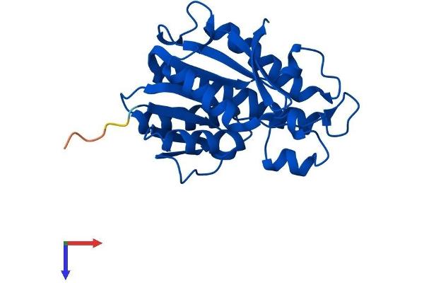 QDPR Protein (AA 1-241) (His tag)