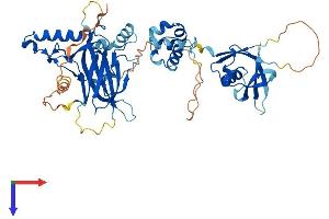 TFCP2L1 Protein (AA 1-479) (His tag)