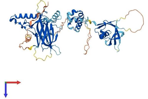 TFCP2L1 Protein (AA 1-479) (His tag)