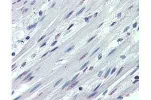 Anti-ITGA3 / CD49c antibody IHC of human colon, smooth muscle. (ITGA3 Antikörper  (N-Term))