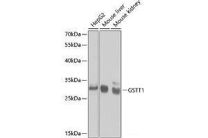Western blot analysis of extracts of various cell lines using GSTT1 Polyclonal Antibody at dilution of 1:1000. (GSTT1 Antikörper)