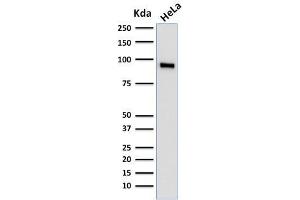 Western Blot Analysis of human HeLa cell lysate using TLE1 Mouse Monoclonal Antibody (TLE1/2062). (TLE1 Antikörper  (AA 175-338))