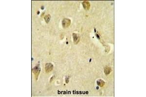 R14C Antibody (C-term) (ABIN654110 and ABIN2843992) immunohistochemistry analysis in formalin fixed and paraffin embedded human brain tissue followed by peroxidase conjugation of the secondary antibody and DAB staining. (PPP1R14C Antikörper  (C-Term))