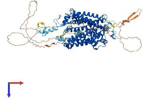SLC6A5 Protein (AA 1-799) (His tag)