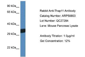 Western Blotting (WB) image for anti-THAP Domain Containing 11 (THAP11) (C-Term) antibody (ABIN2787832) (THAP11 Antikörper  (C-Term))