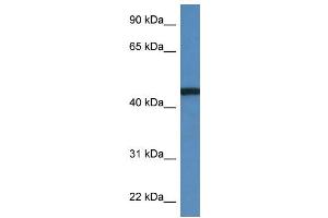 WB Suggested Anti-RRS1 AntibodyTitration: 1. (RRS1 Antikörper  (C-Term))