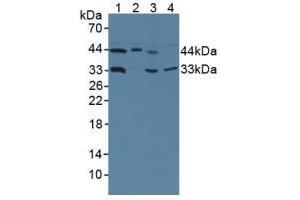 Figure. (HMBS Antikörper  (AA 85-337))