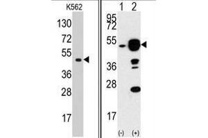 Left: Western blot analysis of EIF4A1 Antibody (N-term) in K562 cell line lysates (35 µg/lane). (EIF4A1 Antikörper  (N-Term))