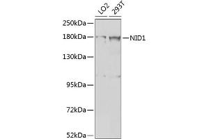 Western blot analysis of extracts of various cell lines, using NID1 antibody (ABIN6128383, ABIN6144626, ABIN6144627 and ABIN6224374) at 1:1000 dilution. (Nidogen 1 Antikörper  (AA 110-400))
