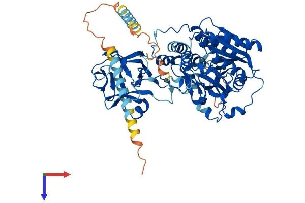 UDP-N-Acetyl-alpha-D-Galactosamine:polypeptide N-Acetylgalactosaminyltransferase 18 (GALNT18) (AA 1-622) protein (His tag)