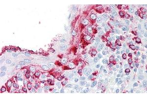 Detection of KLK8 in Human Tonsil Tissue using Polyclonal Antibody to Kallikrein 8 (KLK8) (Kallikrein 8 Antikörper  (AA 29-260))