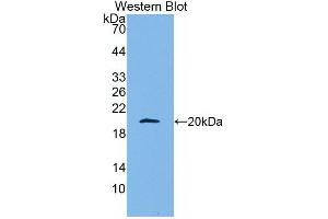 Western Blot; Sample: Recombinant protein. (APOA5 Antikörper  (AA 167-335))