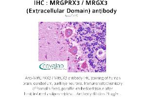 Image no. 1 for anti-MAS-Related GPR, Member X3 (MRGPRX3) (1st Extracellular Domain) antibody (ABIN1737077) (MRGPRX3 Antikörper  (1st Extracellular Domain))