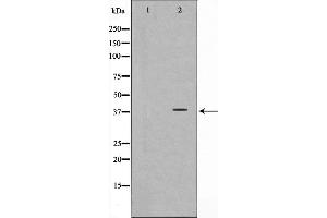 Western blot analysis on COS7 cell lysate using CD226/DNAM-1 Antibody.