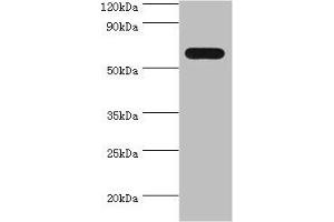 Western blot All lanes: PAX7 antibody at 4 μg/mL + 293T whole cell lysate Secondary Goat polyclonal to rabbit IgG at 1/10000 dilution Predicted band size: 56, 57 kDa Observed band size: 56 kDa (PAX7 Antikörper  (AA 291-520))