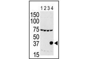 Western blot: Aurora C antibody staining of lysates of 293 cells expressing Flag tag (Lane 1), Flag-tagged Aurora A (Lane 2), Flag-tagged Aurora B (Lane 3) or Flag-tagged Aurora C (Lane 4). (Aurora Kinase C Antikörper  (N-Term))