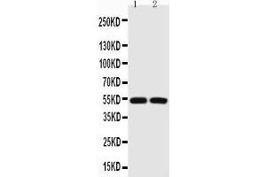 Anti-P53 Picoband antibody,  All lanes: Anti-P53 at 0.