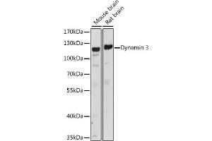 Western blot analysis of extracts of various cell lines, using Dynamin 3 antibody  at 1:1000 dilution. (Dynamin 3 Antikörper  (AA 410-555))