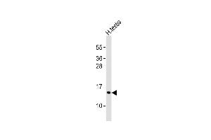 Anti-PCP2 Antibody (Center)at 1:1000 dilution + human testis lysates Lysates/proteins at 20 μg per lane.
