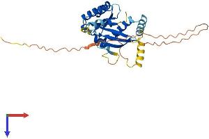 GEM Protein (AA 1-296) (His tag)