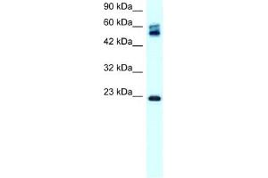 Claudin 8 antibody used at 0.