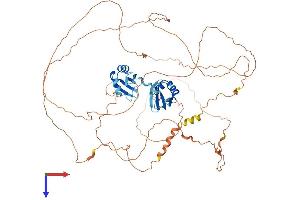 RBM14 Protein (AA 1-669) (His tag)