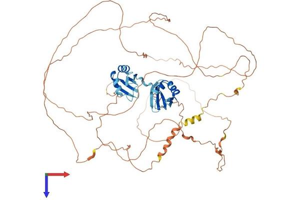 RBM14 Protein (AA 1-669) (His tag)