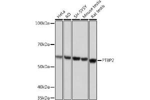 Western blot analysis of extracts of various cell lines, using PTBP2 Rabbit mAb (ABIN7269465) at 1:1000 dilution. (PTBP2 Antikörper)